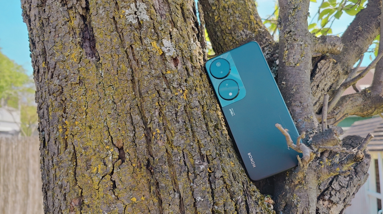 Honor 90 Smart auf einem Baum, Rückseite sichtbar